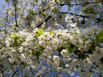 Low angle view of white apple blossoms in spring