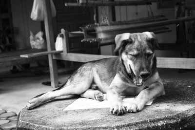 Portrait of dog sitting outdoors