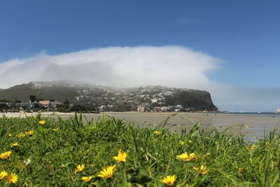 Scenic view of flowering plants on land against sky