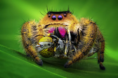 Close-up of spider