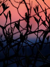 Close-up of silhouette tree against sky at sunset