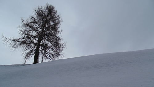 Bare trees on landscape