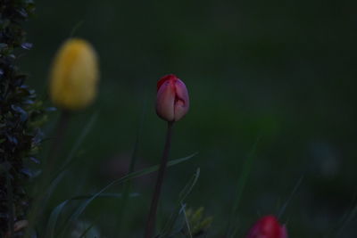 Close-up of pink tulip on field