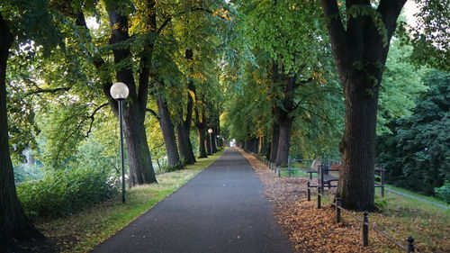 Empty road along trees in park