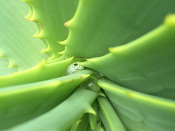 Full frame shot of aloe vera plant