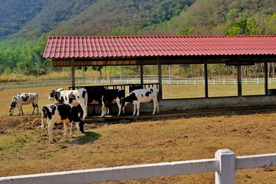 View of cows on field