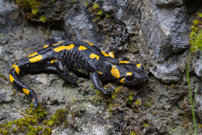 Close-up of gecko on rock