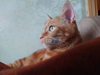 Close-up of a cat resting