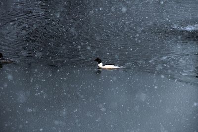 Bird in water