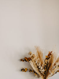 Close-up of dry flowers against white background