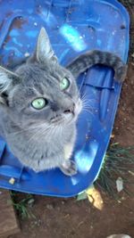 Close-up portrait of a cat