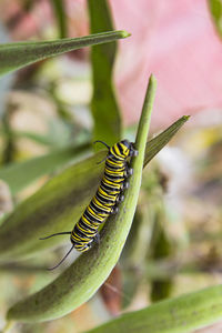 Close-up of insect on leaf