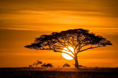 Silhouette tree on field against orange sky