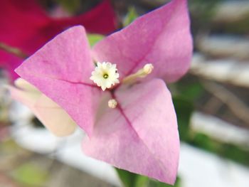 Close-up of pink flower