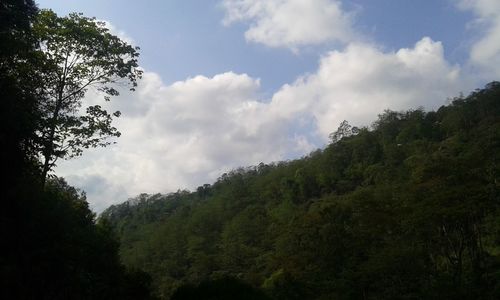 Low angle view of trees in forest against sky