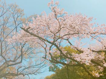 Low angle view of cherry blossoms against sky