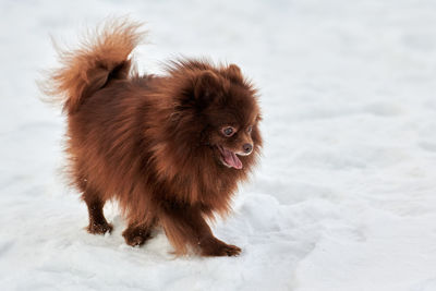 Dog on snow covered field