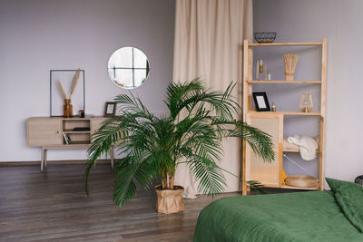 Indoor plants date palm in the interior of a bedroom or living room in a scandinavian minimalist 
