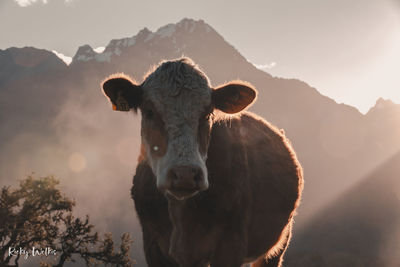 Portrait of cow on mountain during sunset