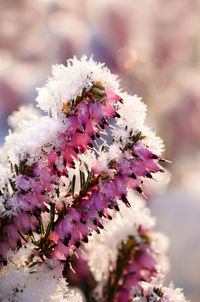 Close-up of purple flowers