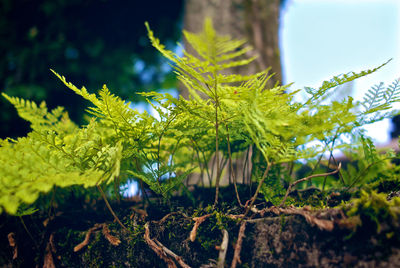 Close-up of fresh green plants on field against sky