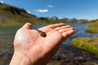 Cropped hand holding tadpole against lake