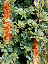 Full frame shot of flowering plants