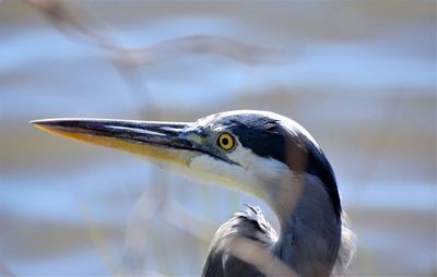 Close-up of a bird