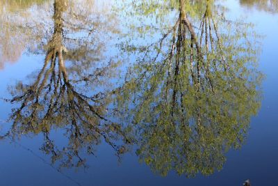 Low angle view of tree against sky