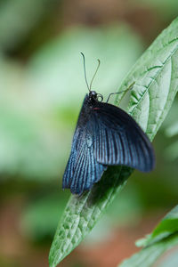 Close-up of butterfly on leaf