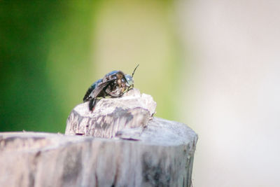 Close-up of insect on wood