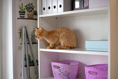 Trimmed red cat. groomingfor pets. shorthair cat sits on a shelf and looks away. 