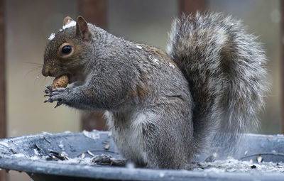 Close-up of squirrel