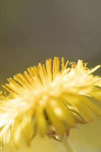 Close-up of yellow dandelion flower against black background