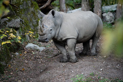 Sheep standing in a field