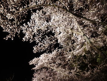 Low angle view of cherry blossom tree