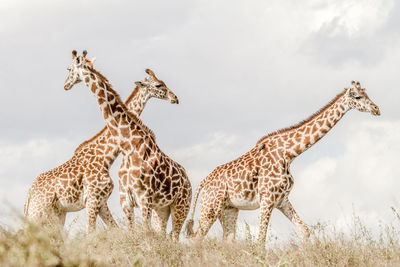 Giraffes standing on grassy field against sky