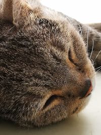 Close-up of pig sleeping