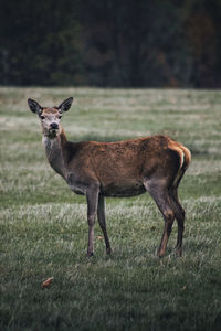 Red deer on green grass 