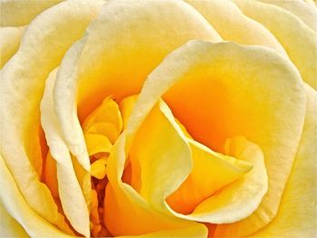 Close-up of yellow rose