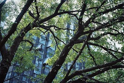 Low angle view of tree