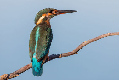 Low angle view of bird perching on branch against sky