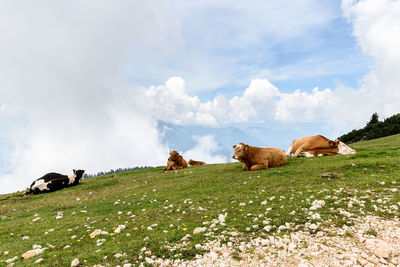 Cattle sitting on grassy field against cloudy sky