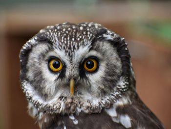 Close-up portrait of owl