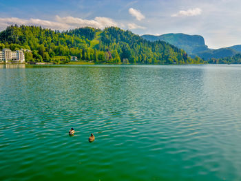 View of ducks swimming in lake