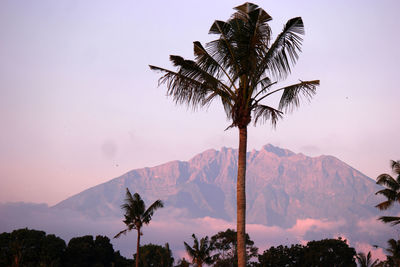 Silhouette palm trees against sky during sunset