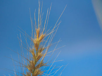 Close-up of wheat plant against blue sky