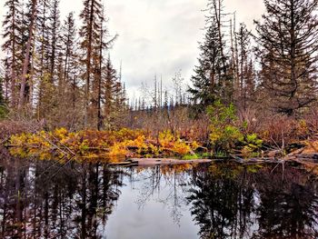 Scenic view of lake in forest against sky