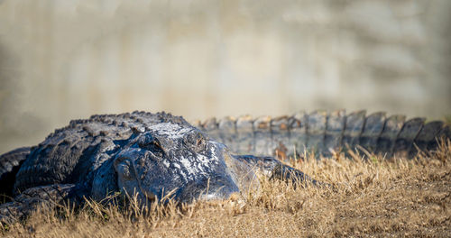 Close-up of crocodile on field