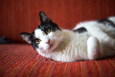 Cat relaxing on red carpet